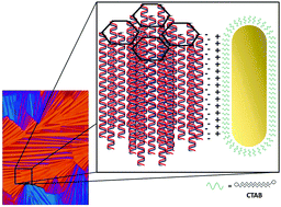 Graphical abstract: Stabilization of DNA liquid crystals on doping with gold nanorods
