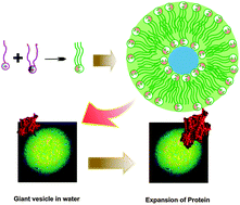 Graphical abstract: A new strategy to prepare giant vesicles from surface active ionic liquids (SAILs): a study of protein dynamics in a crowded environment using a fluorescence correlation spectroscopic technique