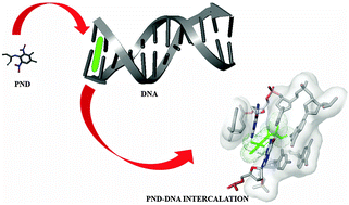 Graphical abstract: Binding properties of pendimethalin herbicide to DNA: multispectroscopic and molecular docking approaches