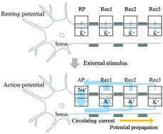 Graphical abstract: Propagation of the change in the membrane potential using a biocell-model