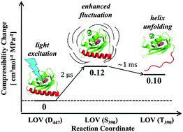Graphical abstract: Time-resolved fluctuation during the photochemical reaction of a photoreceptor protein: phototropin1LOV2-linker