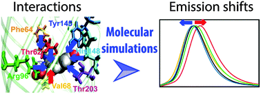 Graphical abstract: Emission shaping in fluorescent proteins: role of electrostatics and π-stacking