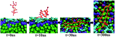 Graphical abstract: Effect of lipid head group interactions on membrane properties and membrane-induced cationic β-hairpin folding