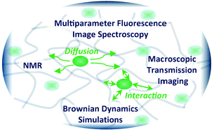 Graphical abstract: Diffusion of macromolecules in a polymer hydrogel: from microscopic to macroscopic scales