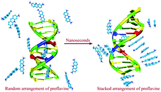 Graphical abstract: Structure and dynamics of proflavine association around DNA