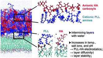 Graphical abstract: Effects of temperature, salt concentration, and the protonation state on the dynamics and hydrogen-bond interactions of polyelectrolyte multilayers on lipid membranes