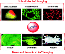 Graphical abstract: Photoluminescence imaging of Zn2+ in living systems