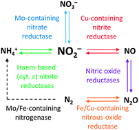 Graphical abstract: Converting between the oxides of nitrogen using metal–ligand coordination complexes