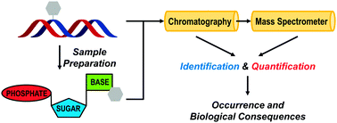 Graphical abstract: Mass spectrometry for the assessment of the occurrence and biological consequences of DNA adducts