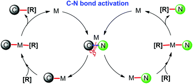 Graphical abstract: Transition-metal catalysed C–N bond activation