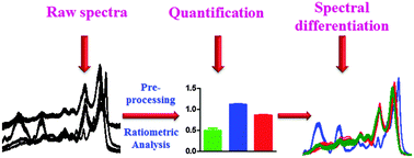 Graphical abstract: Raman and infra-red microspectroscopy: towards quantitative evaluation for clinical research by ratiometric analysis