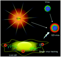 Graphical abstract: Tracking single viruses infecting their host cells using quantum dots