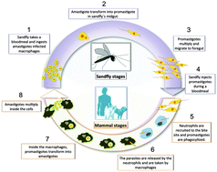 Graphical abstract: New approaches from nanomedicine for treating leishmaniasis