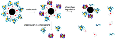 Graphical abstract: In vivo degeneration and the fate of inorganic nanoparticles