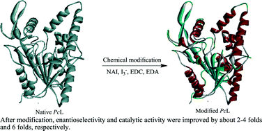 Graphical abstract: Enantioselectivity and catalysis improvements of Pseudomonas cepacia lipase with Tyr and Asp modification