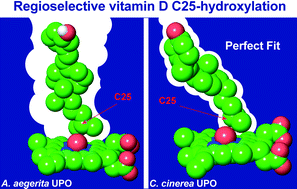 Graphical abstract: Molecular determinants for selective C25-hydroxylation of vitamins D2 and D3 by fungal peroxygenases