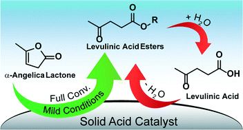 Graphical abstract: Catalytic upgrading of α-angelica lactone to levulinic acid esters under mild conditions over heterogeneous catalysts
