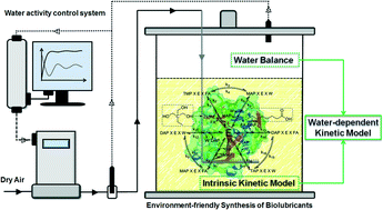 Graphical abstract: A water-dependent kinetics guide for complex lipase-mediated synthesis of biolubricants in a water activity control reactor
