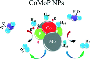 Graphical abstract: Hydrogen evolution catalyzed by cobalt-promoted molybdenum phosphide nanoparticles