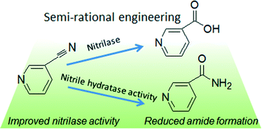 Graphical abstract: Engineering of a fungal nitrilase for improving catalytic activity and reducing by-product formation in the absence of structural information