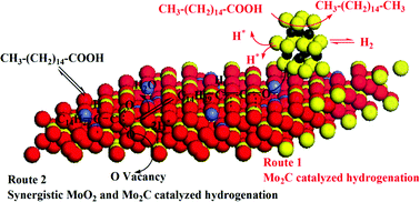 Graphical abstract: Catalytic hydrodeoxygenation of palmitic acid over a bifunctional Co-doped MoO2/CNTs catalyst: an insight into the promoting effect of cobalt