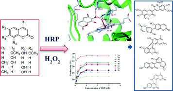 Graphical abstract: Horseradish peroxidase (HRP): a tool for catalyzing the formation of novel bicoumarins
