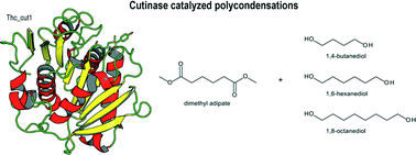 Graphical abstract: Enlarging the tools for efficient enzymatic polycondensation: structural and catalytic features of cutinase 1 from Thermobifida cellulosilytica