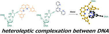 Graphical abstract: Mesityl phenanthroline-modified 2′-deoxyuridine for heteroleptic complexes in metal ion-mediated assembly of DNA