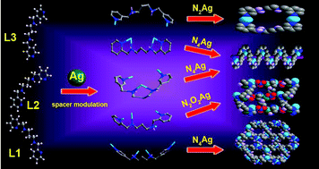 Graphical abstract: Macrocyclic dinuclear, helical, layered and 3-D Ag(i) complexes constructed from AgX (X = NO3− and ClO4−) and flexible bis(pyridyl) ligands with a chelating spacer: syntheses, structures and photoluminescence properties
