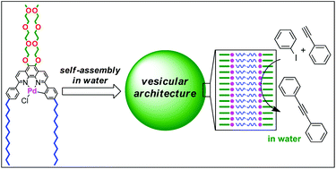 Graphical abstract: Development of an aquacatalytic system based on the formation of vesicles of an amphiphilic palladium NNC-pincer complex
