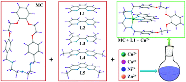 Graphical abstract: Amino-ether macrocycle that forms CuII templated threaded heteroleptic complexes: a detailed selectivity, structural and theoretical investigations