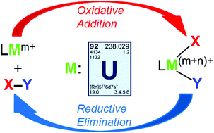 Graphical abstract: Uranium-mediated oxidative addition and reductive elimination