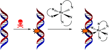 Graphical abstract: Interactions of Ru(ii) polypyridyl complexes with DNA mismatches and abasic sites