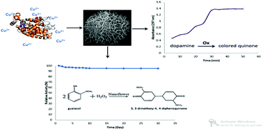 Graphical abstract: Synthesis of copper ion incorporated horseradish peroxidase-based hybrid nanoflowers for enhanced catalytic activity and stability