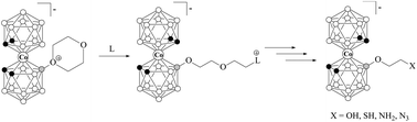 Graphical abstract: Cyanide free contraction of disclosed 1,4-dioxane ring as a route to cobalt bis(dicarbollide) derivatives with short spacer between the boron cage and terminal functional group