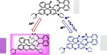Graphical abstract: A differentially selective molecular probe for detection of trivalent ions (Al3+, Cr3+ and Fe3+) upon single excitation in mixed aqueous medium