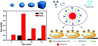 Graphical abstract: Size- and shape-dependent peroxidase-like catalytic activity of MnFe2O4 Nanoparticles and their applications in highly efficient colorimetric detection of target cancer cells