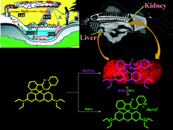 Graphical abstract: An anion induced multisignaling probe for Hg2+ and its application for fish kidney and liver tissue imaging studies