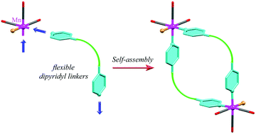 Graphical abstract: Self-assembly of a fac-Mn(CO)3-core containing dinuclear metallacycles using flexible ditopic linkers