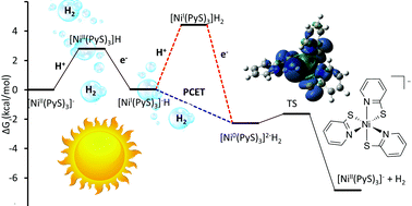 Graphical abstract: DFT analysis into the intermediates of nickel pyridinethiolate catalysed proton reduction