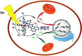 Graphical abstract: Synthesis, characterization and biological evaluation of mixed-ligand ruthenium(ii) complexes for photodynamic therapy