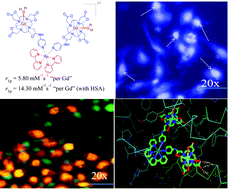 Graphical abstract: Synthesis, relaxivity, and in vitro fluorescence imaging studies of a novel d–f heterometallic trinuclear complex as a potential bimodal imaging probe for MRI and optical imaging