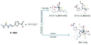 Graphical abstract: Tricarbonyl 99mTc(i) and Re(i)–thiosemicarbazone complexes: synthesis, characterization and biological evaluation for targeting bacterial infection