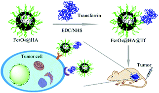 Graphical abstract: Facile preparation of hyaluronic acid and transferrin co-modified Fe3O4 nanoparticles with inherent biocompatibility for dual-targeting magnetic resonance imaging of tumors in vivo