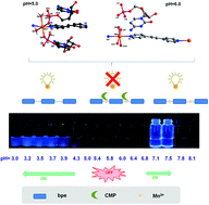 Graphical abstract: Controllable synthesis of nucleotide complex based on pH control: a small-molecule fluorescent probe as an auxiliary ligand to indicate the pre-organization of the nucleotide complex in solution