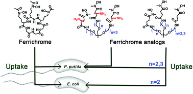 Graphical abstract: Biomimetic ferrichrome: structural motifs for switching between narrow- and broad-spectrum activities in P. putida and E. coli