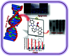 Graphical abstract: Synthesis, DNA binding, cellular DNA lesion and cytotoxicity of a series of new benzimidazole-based Schiff base copper(ii) complexes