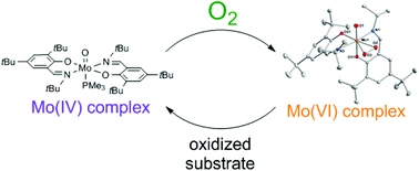Graphical abstract: Activation of molecular oxygen by a molybdenum complex for catalytic oxidation