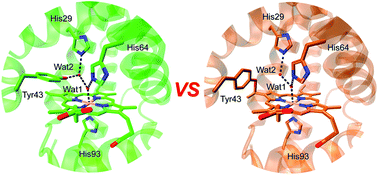 Graphical abstract: How a novel tyrosine–heme cross-link fine-tunes the structure and functions of heme proteins: a direct comparitive study of L29H/F43Y myoglobin