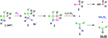 Graphical abstract: Reactivity of aminophosphonic acids. Oxidative dephosphonylation of 1-aminoalkylphosphonic acids by aqueous halogens